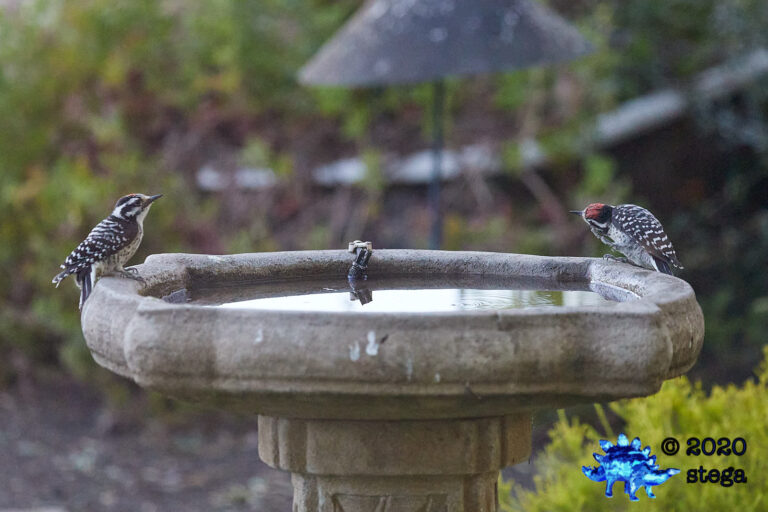 Nuttall’s Woodpeckers
