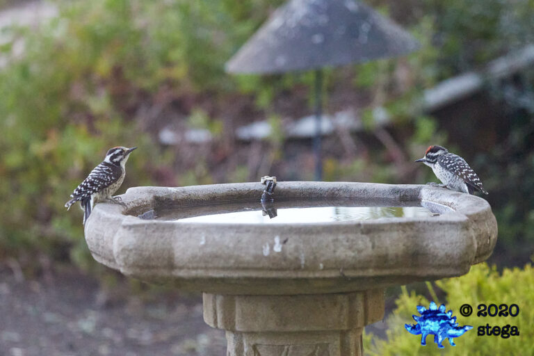 Nuttall’s Woodpeckers