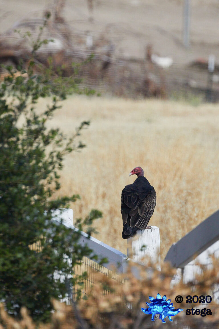 Turkey Vulture
