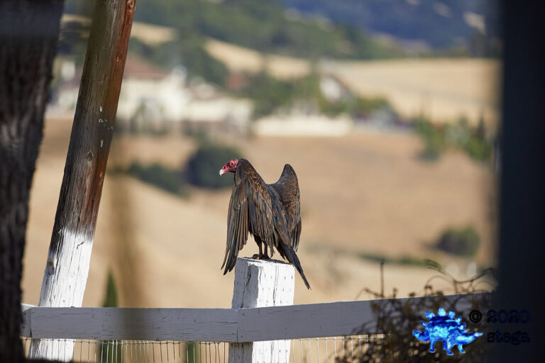 Turkey Vulture