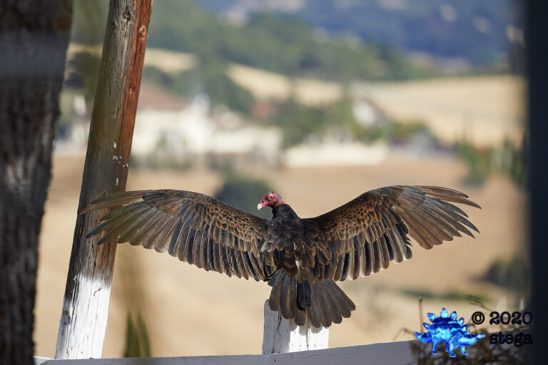 Turkey Vulture