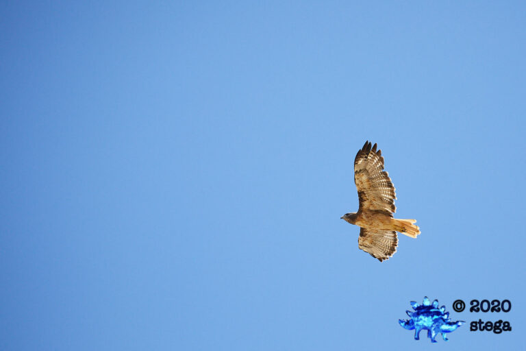 Red-tailed Hawk