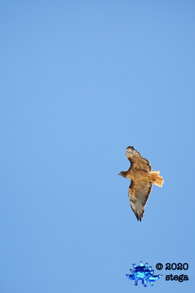 Red-tailed Hawk