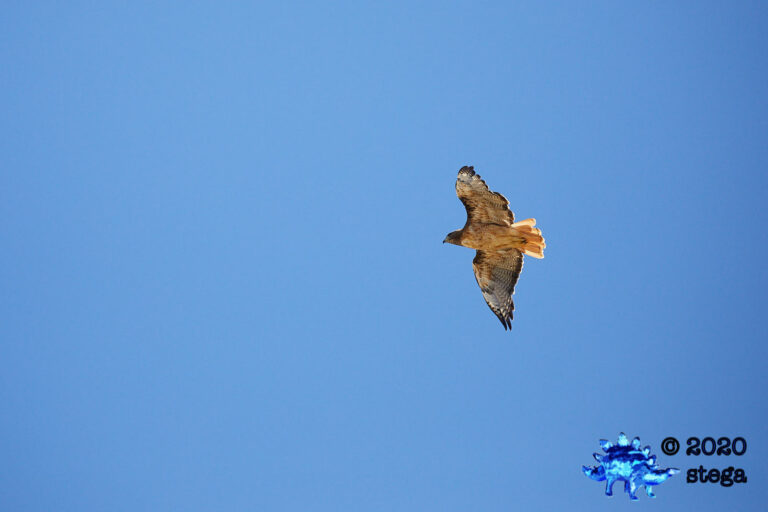 Red-tailed Hawk