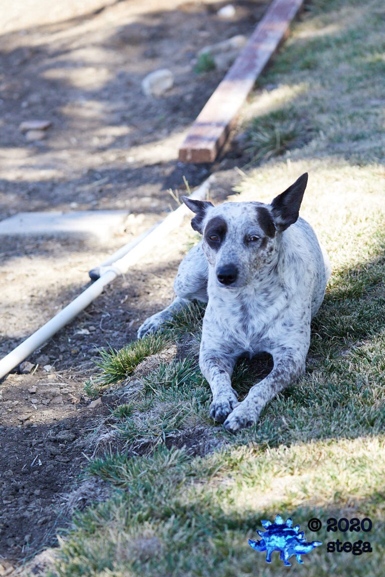 Neighbor’s Dog: Katie