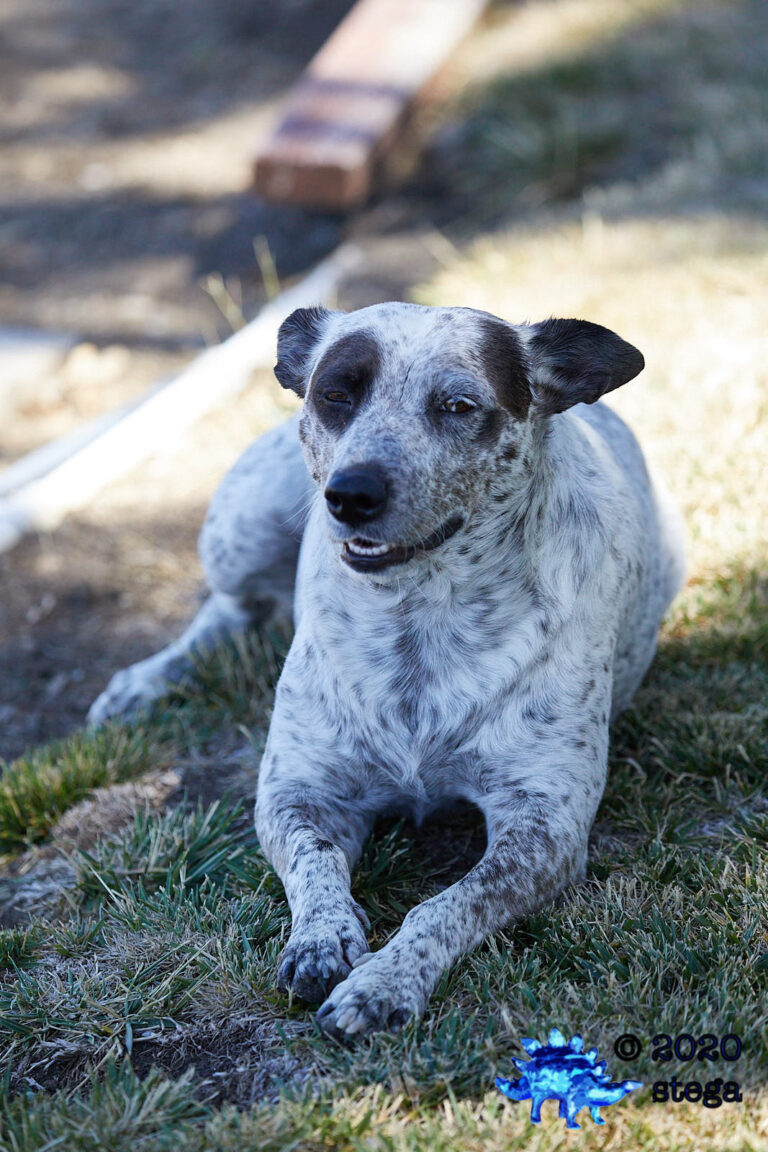 Dog: Katie