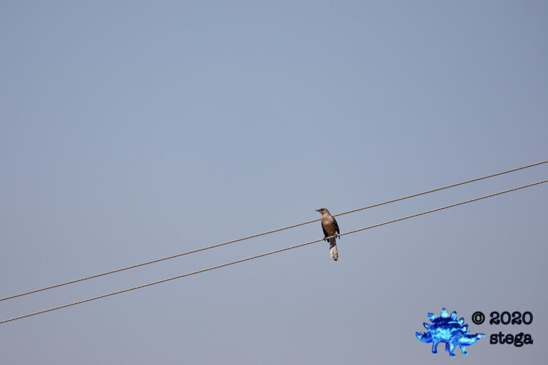 Northern Mockingbird
