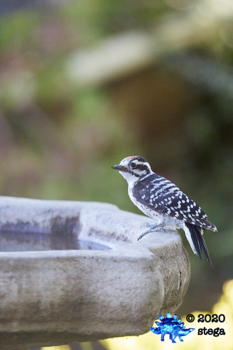 Nuttall’s Woodpecker
