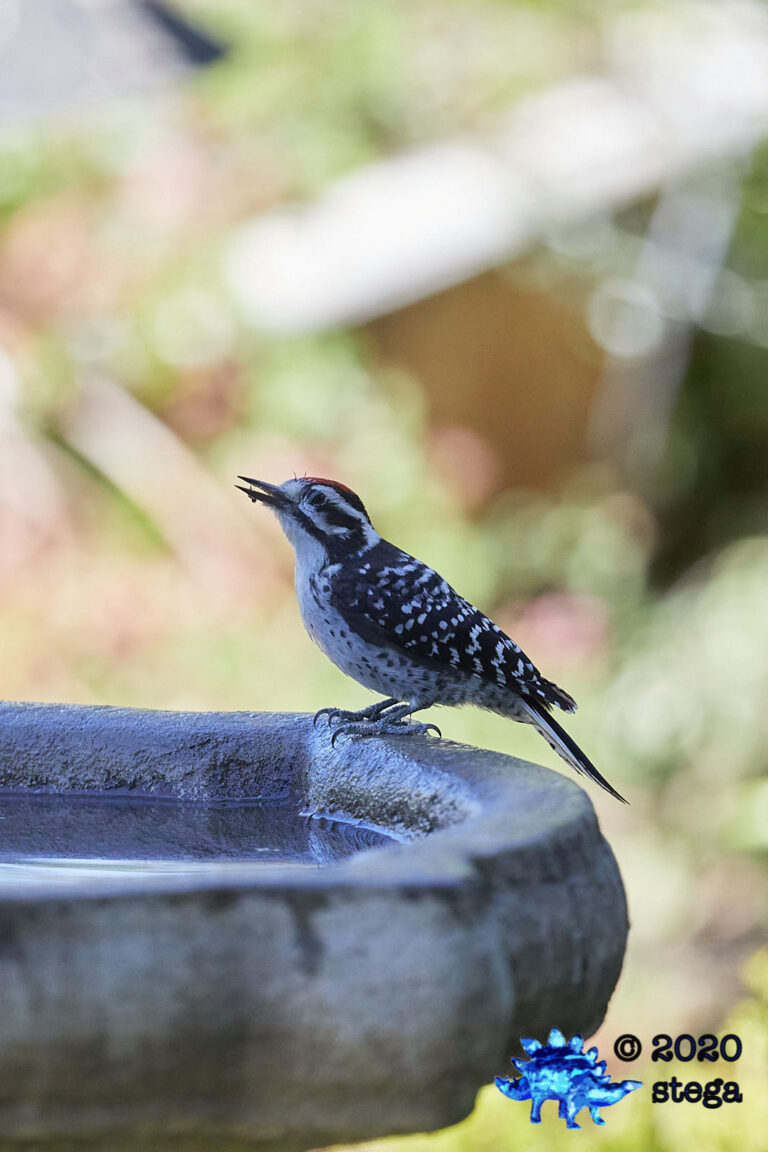 Nuttall’s Woodpecker