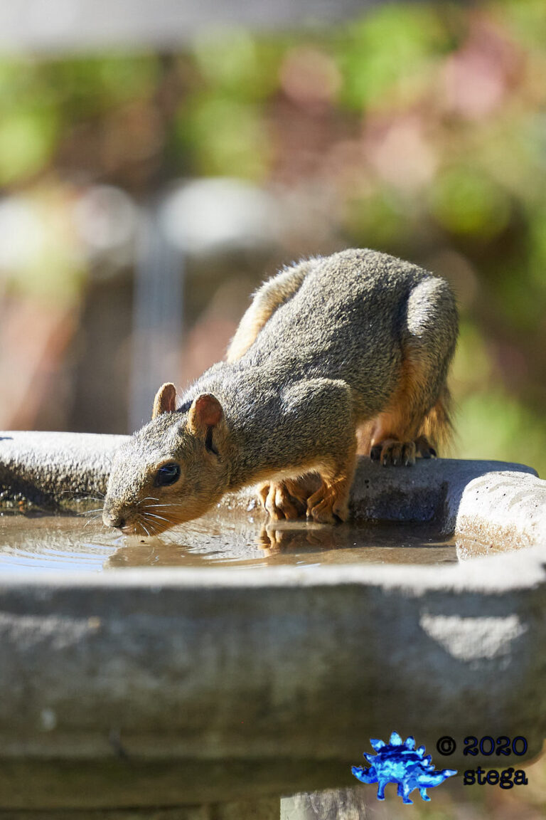 Fox Squirrel