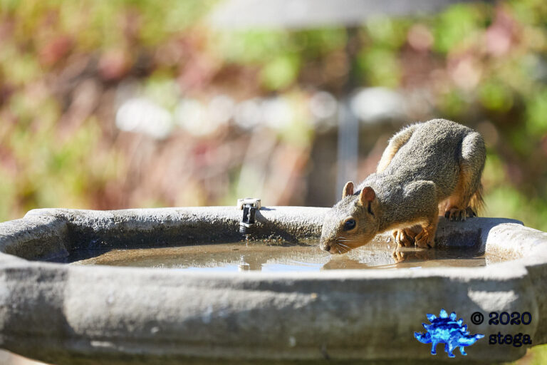Fox Squirrel