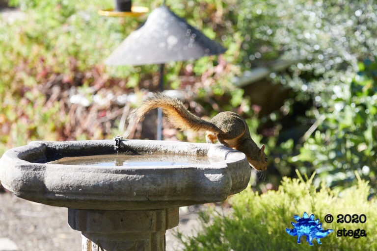 Fox Squirrel