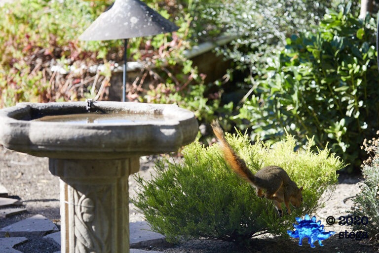 Fox Squirrel