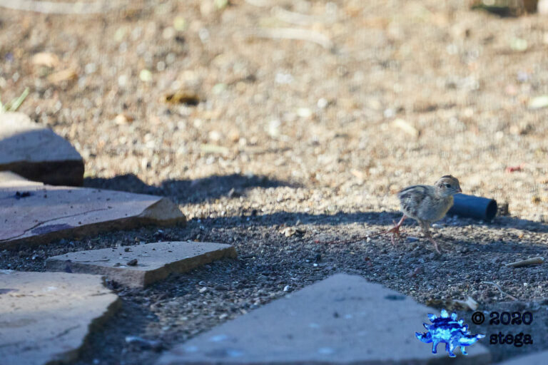 California Quail Chick