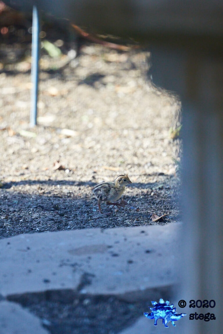 California Quail Chick