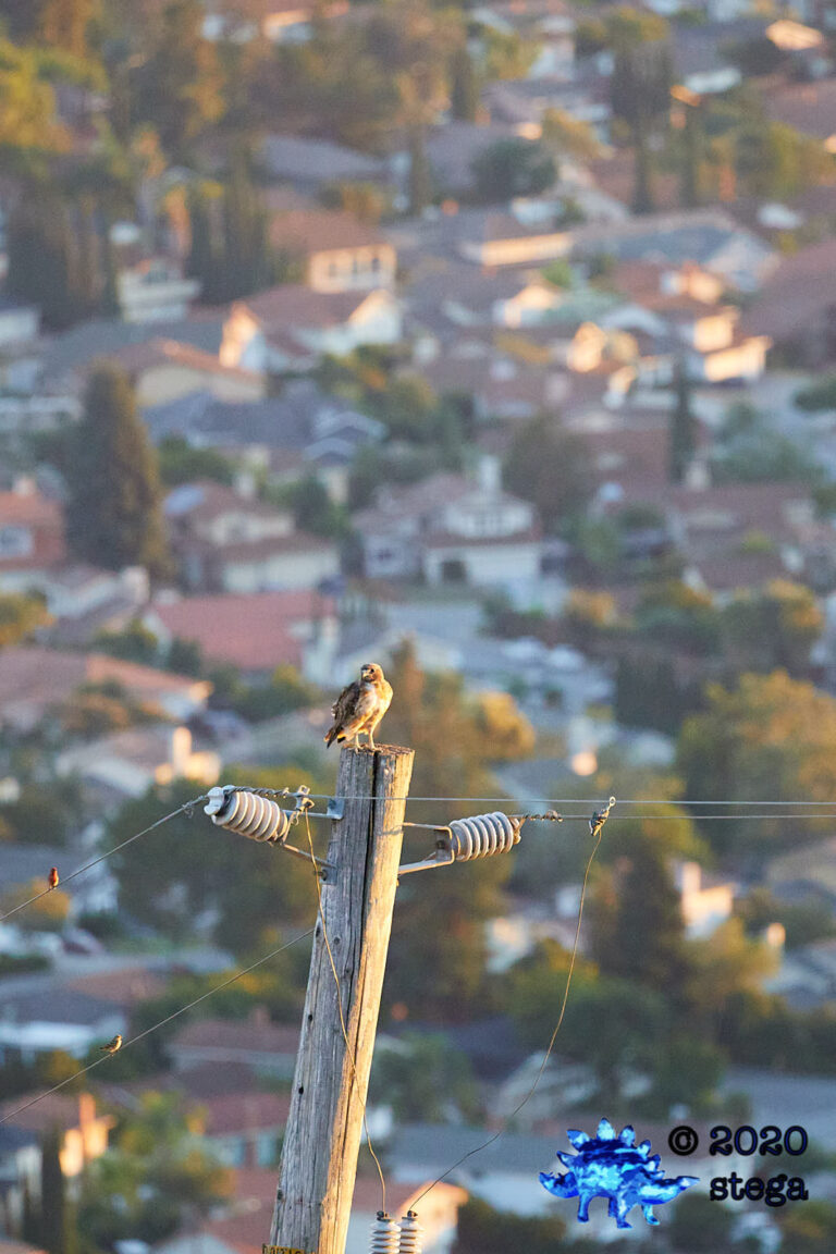 Red-Tailed Hawk