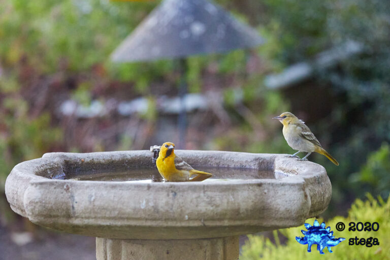Bullock’s Orioles