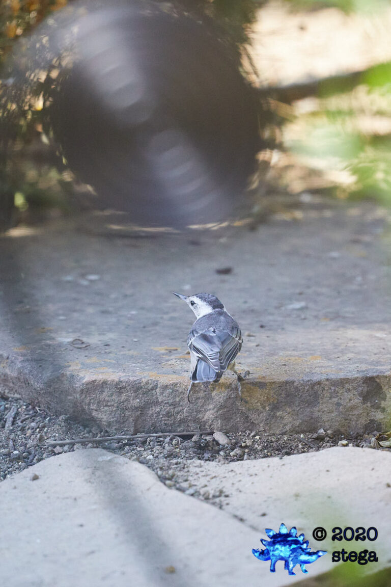 White Breasted Nuthatch