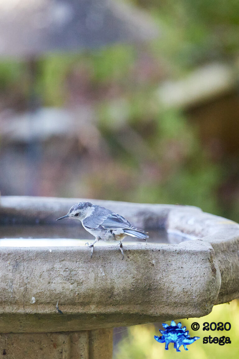 White Breasted Nuthatch