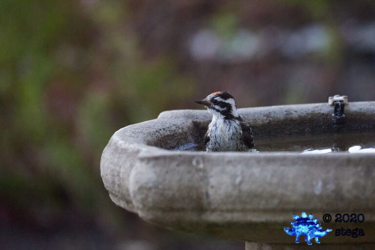 Nuttall’s Woodpecker