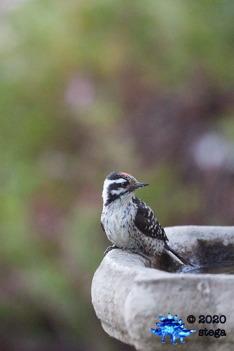 Nuttall’s Woodpecker