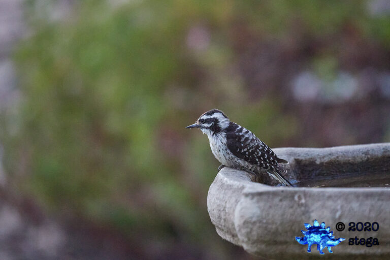 Nuttall’s Woodpecker
