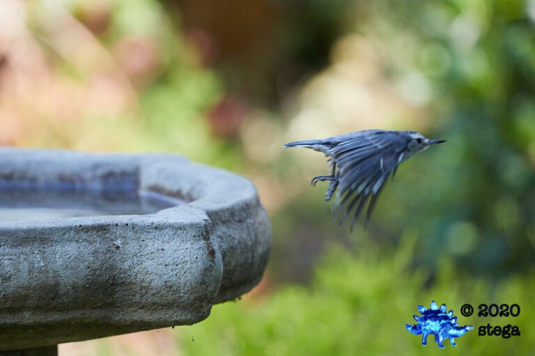 White Breasted Nuthatch