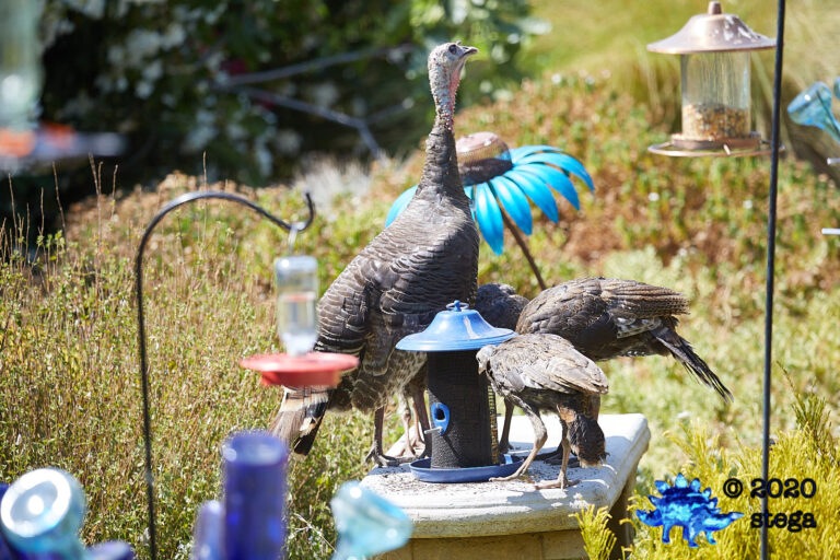 Turkeys at the feeder
