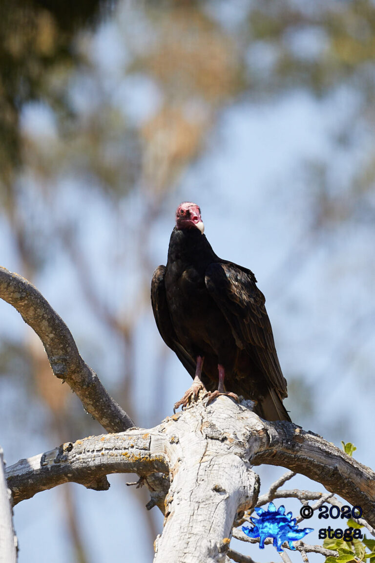 Turkey Vulture