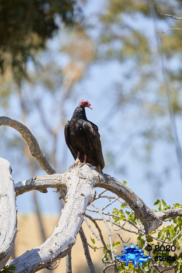 Turkey Vulture