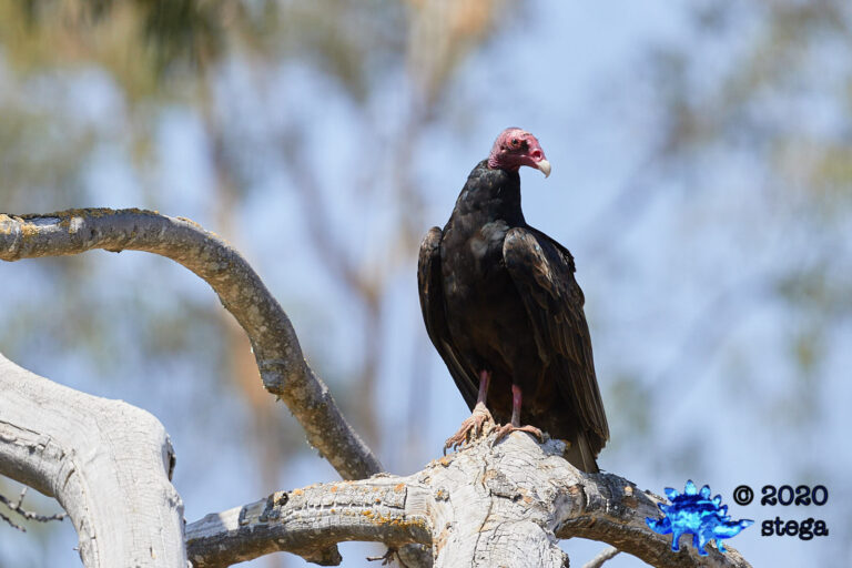 Turkey Vulture