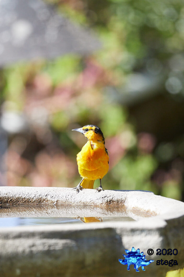 Bullock’s Oriole