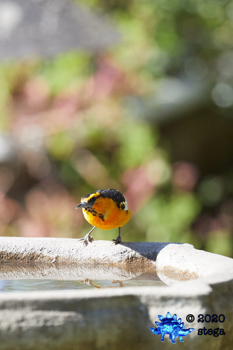 Bullock’s Oriole