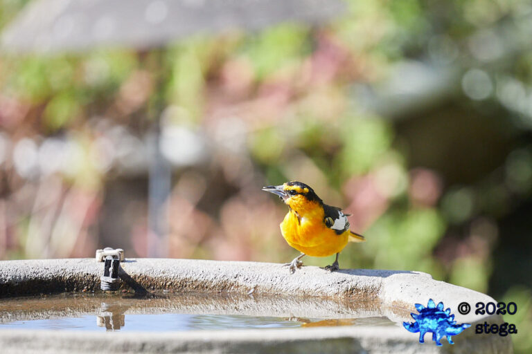 Bullock’s Oriole