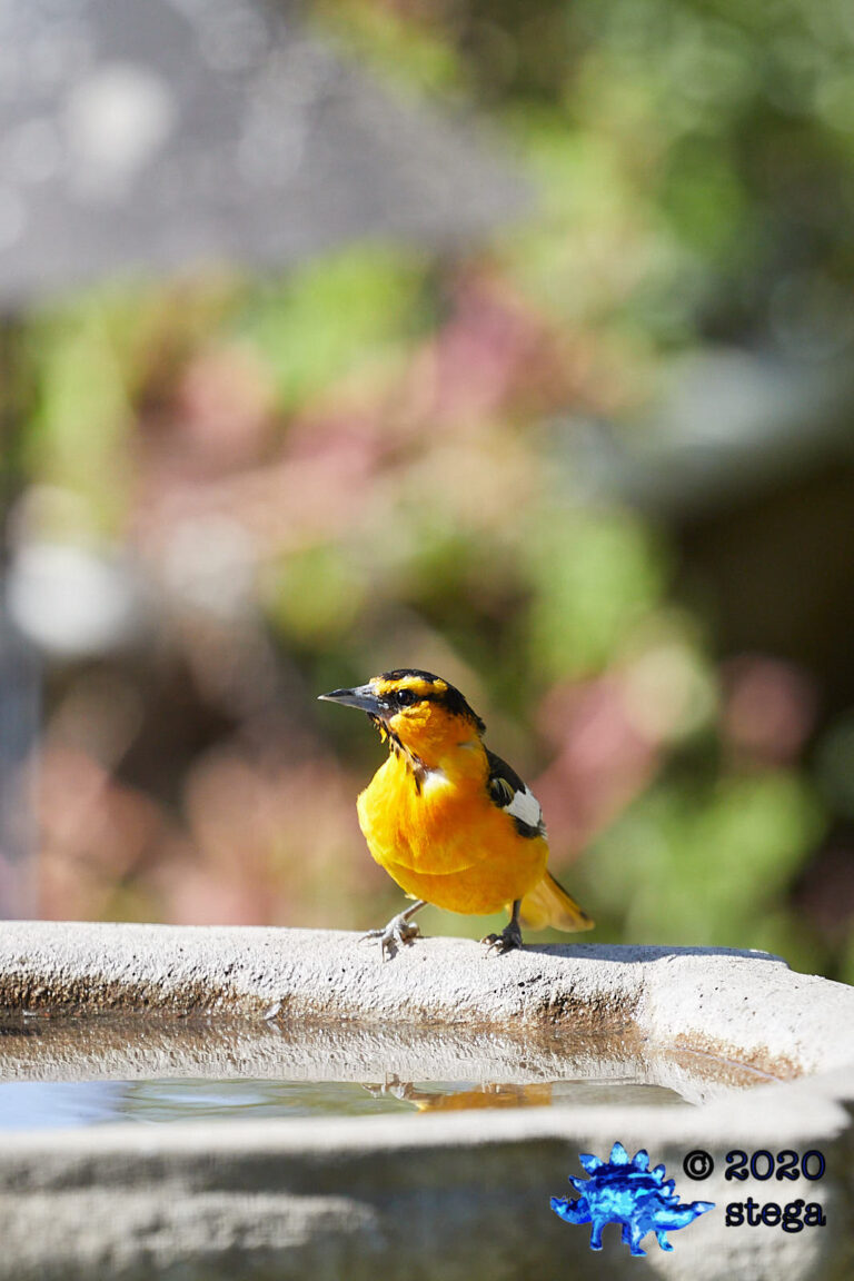 Bullock’s Oriole