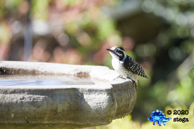 Nuttall’s Woodpecker