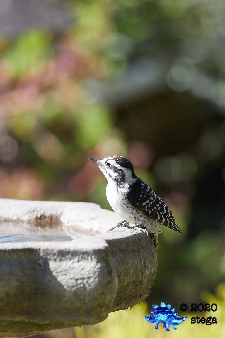 Nuttall’s Woodpecker