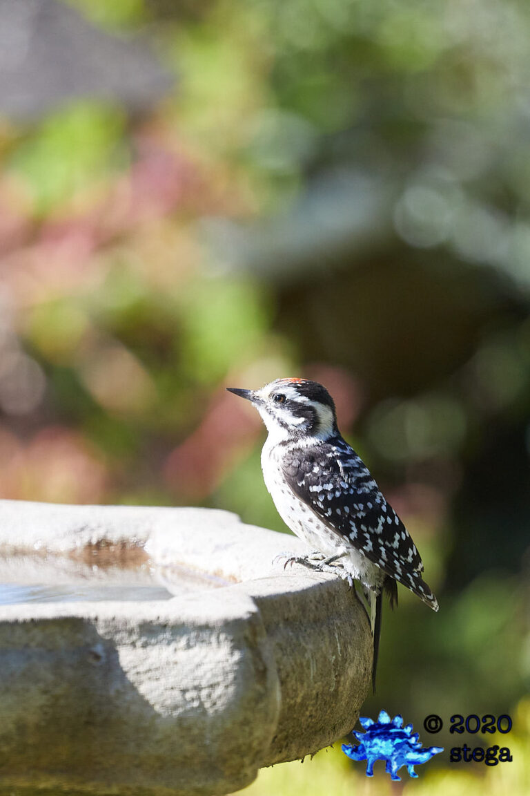 Nuttall’s Woodpecker