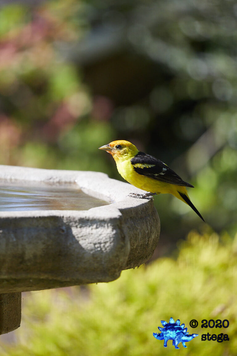 Western Tanager