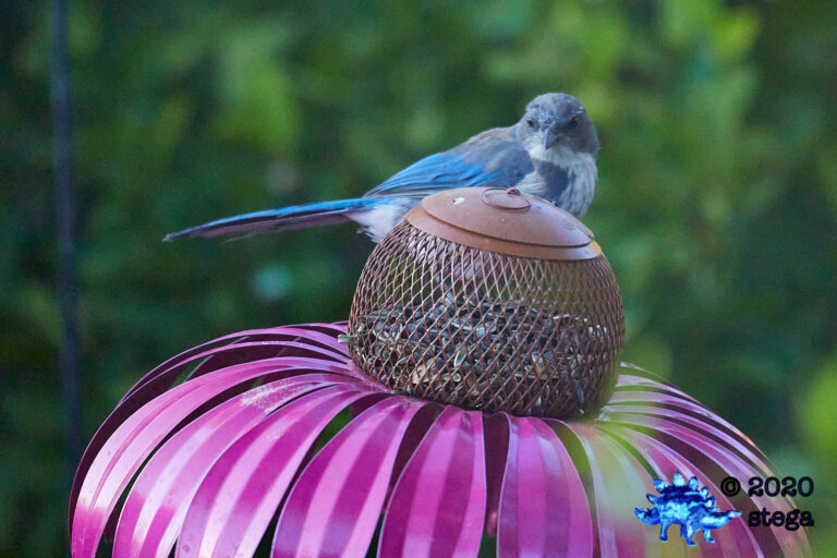 California Scrub Jay