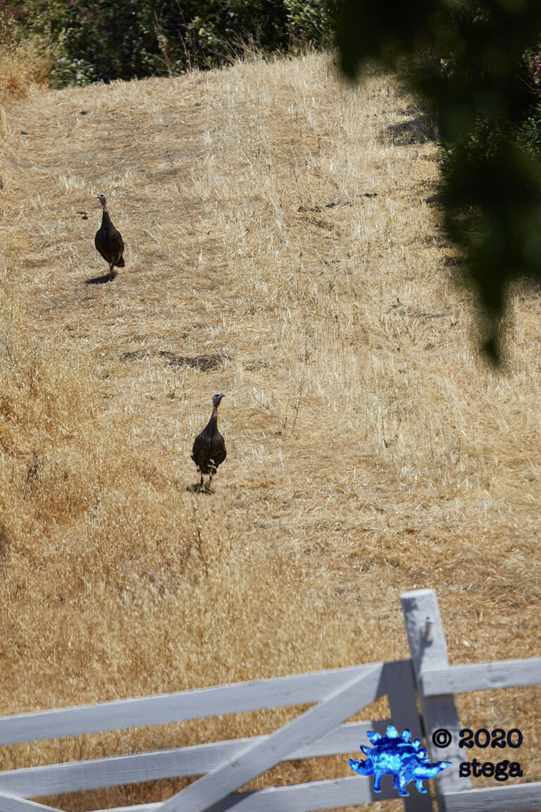 Wild Turkeys