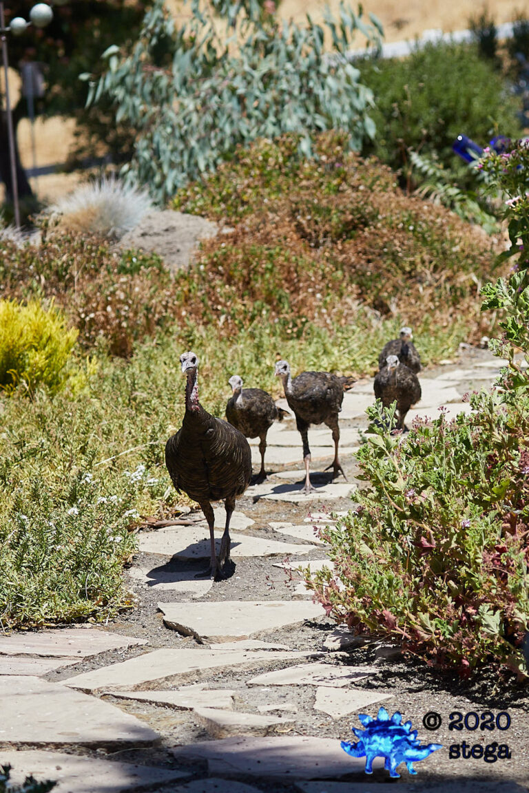 Wild Turkeys