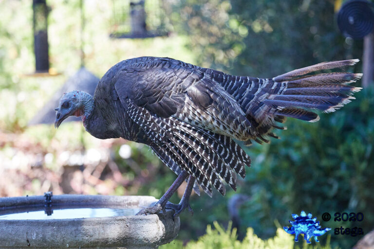 Wild Turkey
