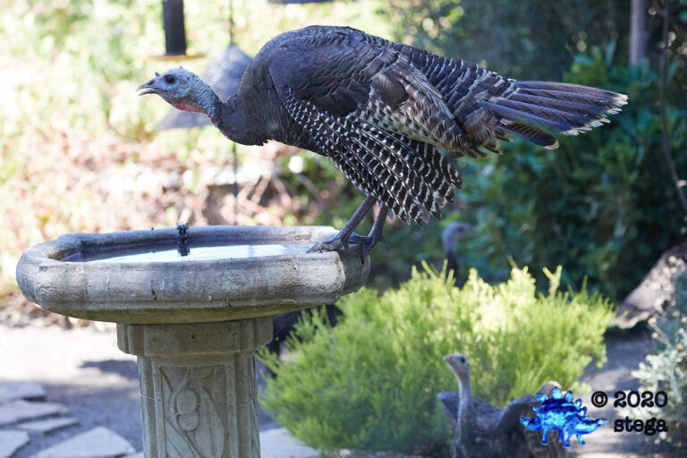 Wild Turkey