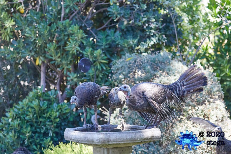 Wild Turkeys