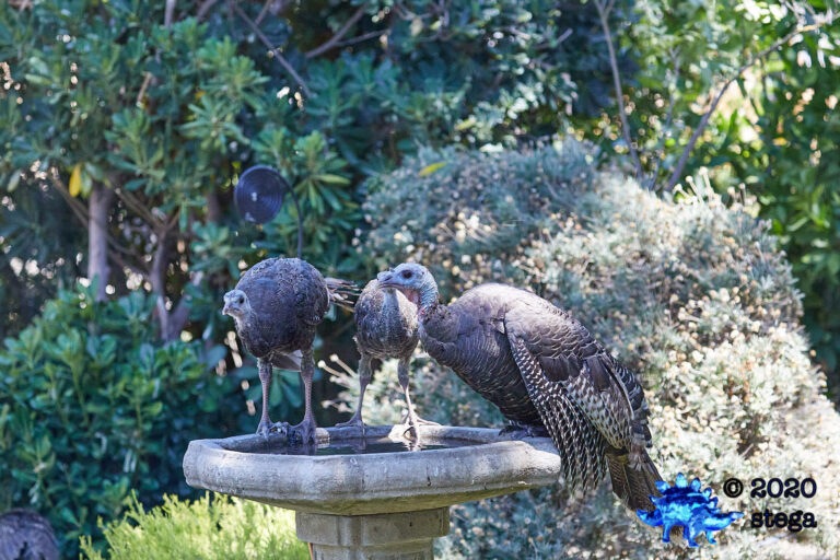 Wild Turkeys