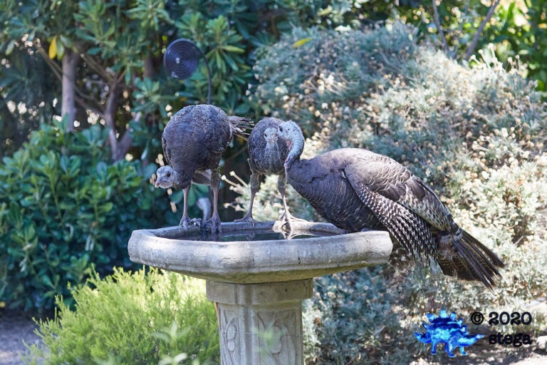 Wild Turkeys
