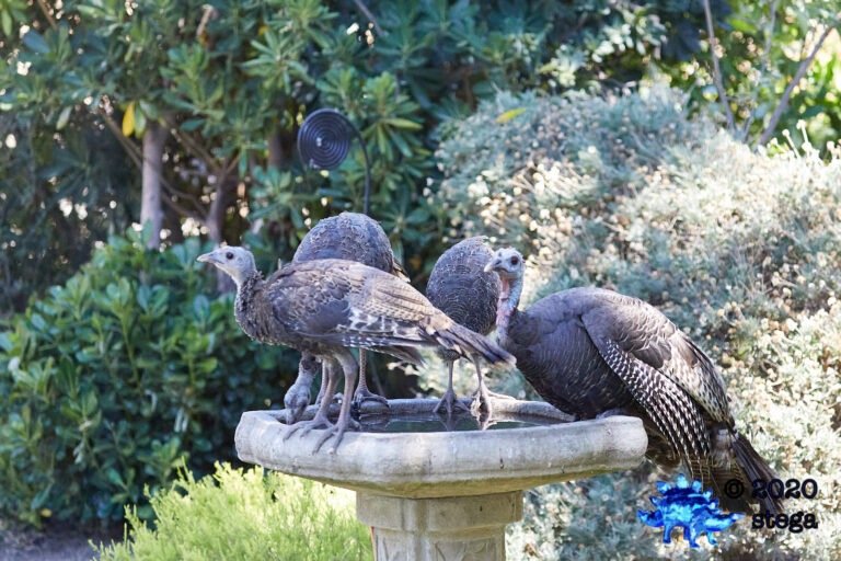 Wild Turkeys