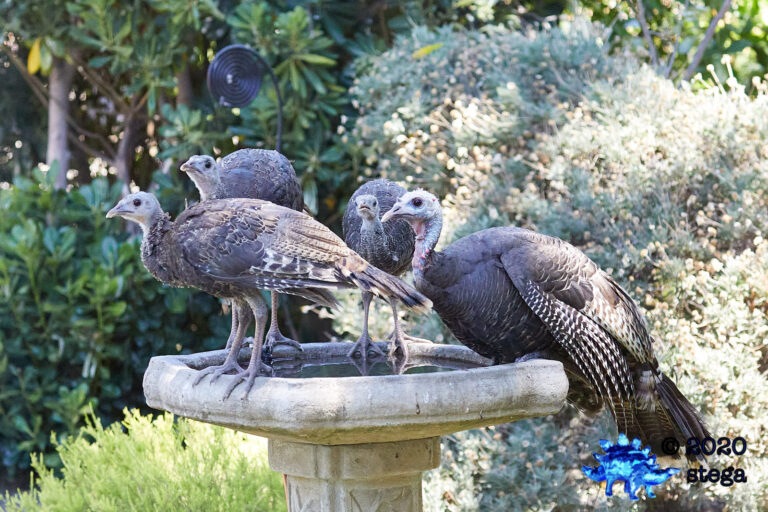 Wild Turkeys