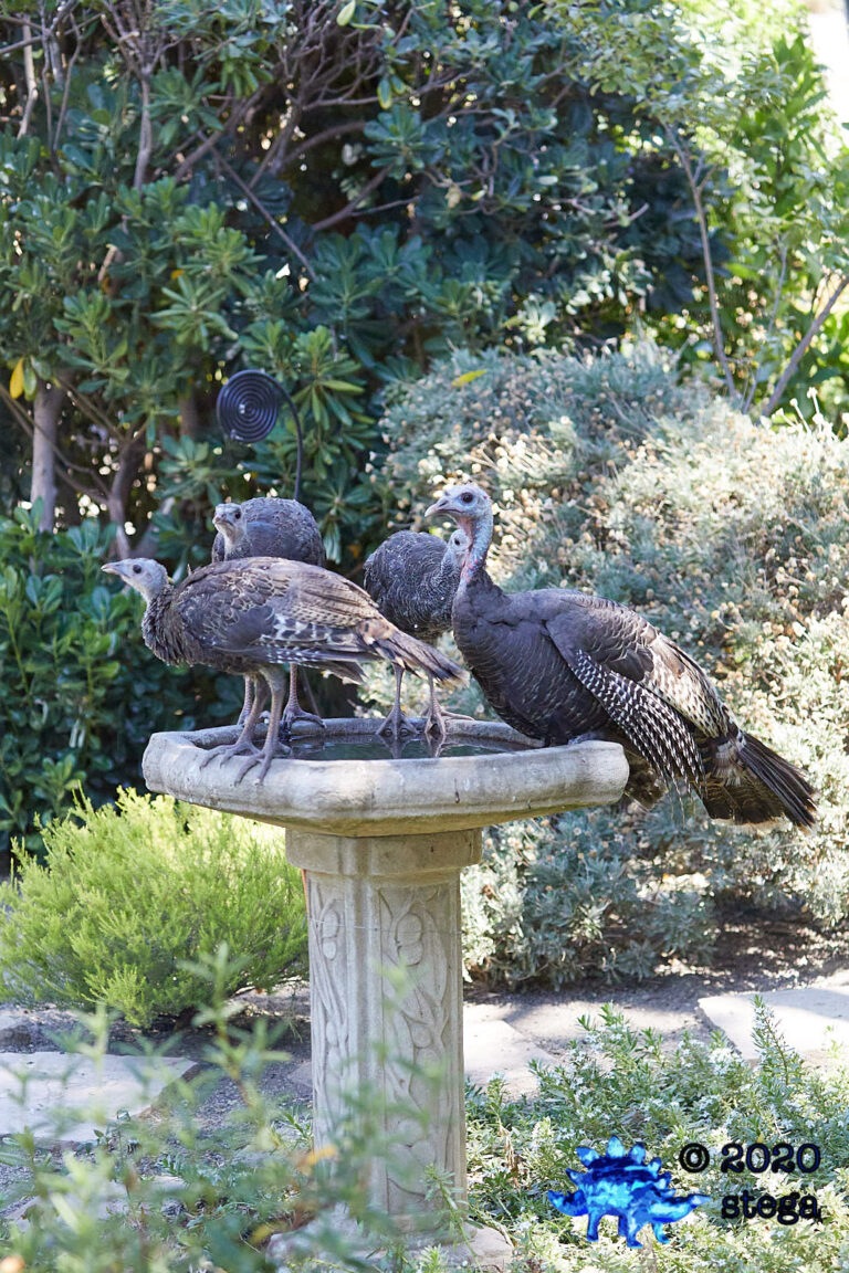 Wild Turkeys